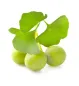 Preview: Ginkgo biloba Blatt und Frucht