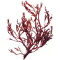 Preview: Die Mikroalge Haematococcus pulvialis - Grundlage für BiuAstin