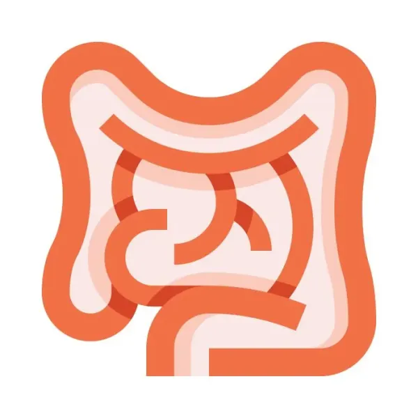 Bakterienkulturen und Ballaststoffe für den Darm