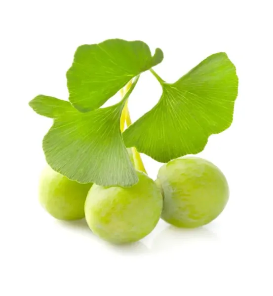 Preview: Ginkgo biloba Blatt und Frucht