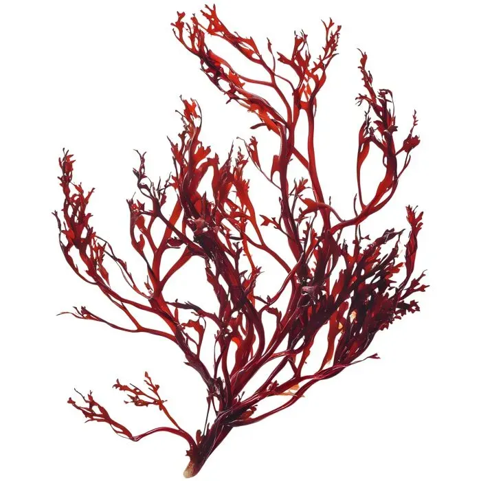 Die Mikroalge Haematococcus pulvialis - Grundlage für BiuAstin